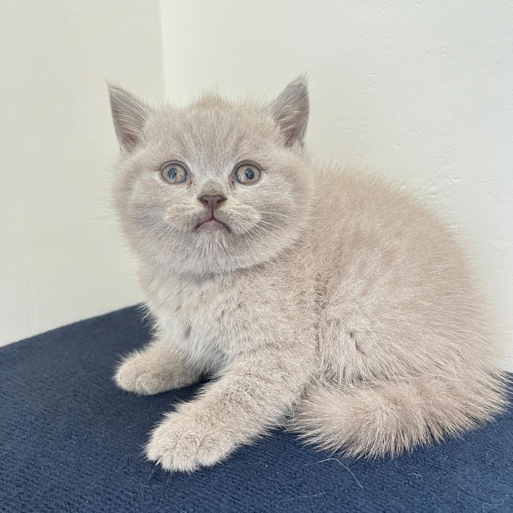 【已售出】紫丁香妹妹