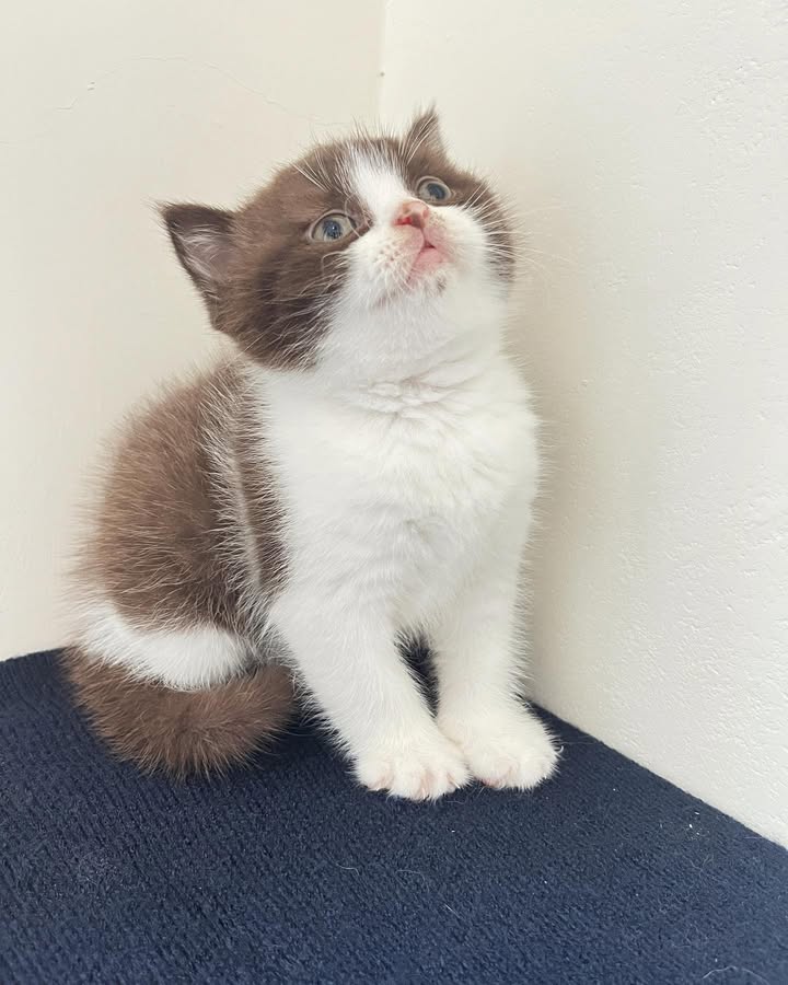 【已售出】巧克力賓士