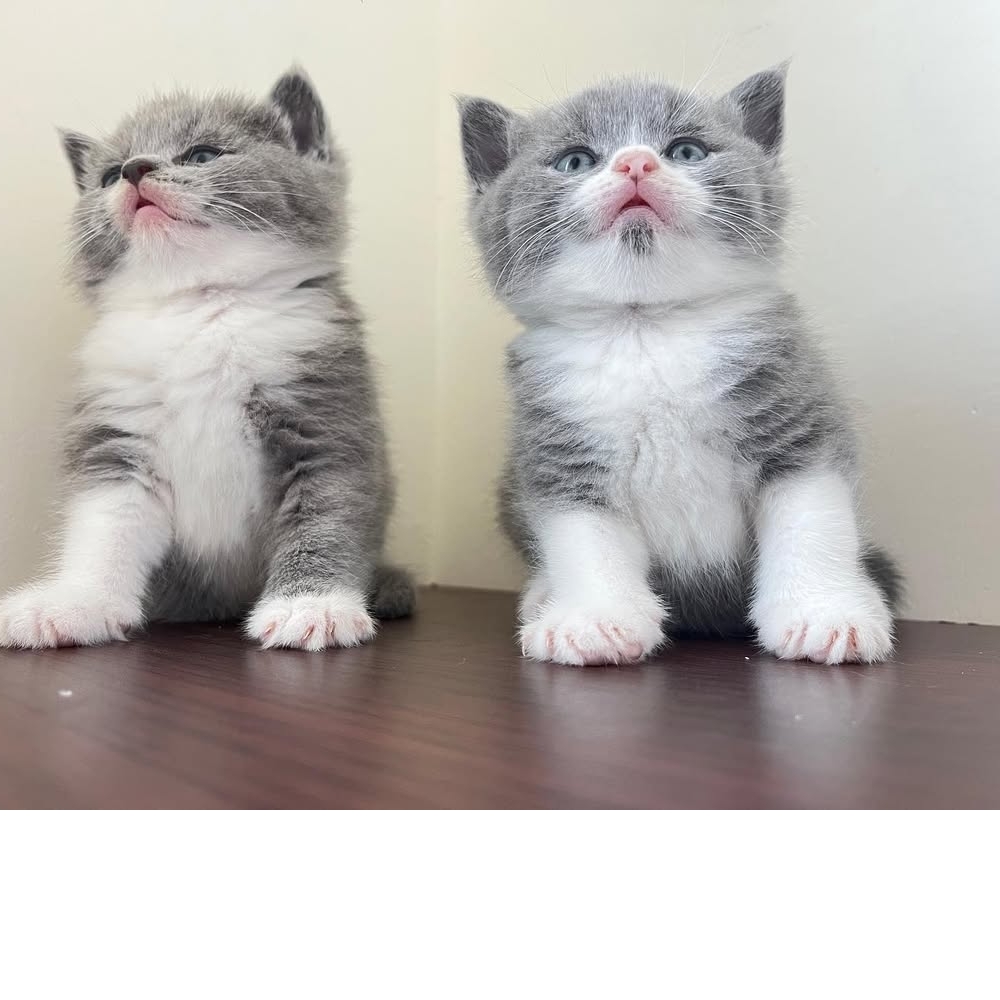 【已售出】颱風天誕生