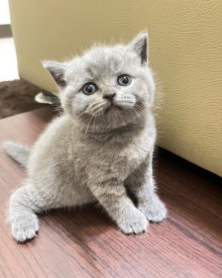 【已售出】極品藍貓妹