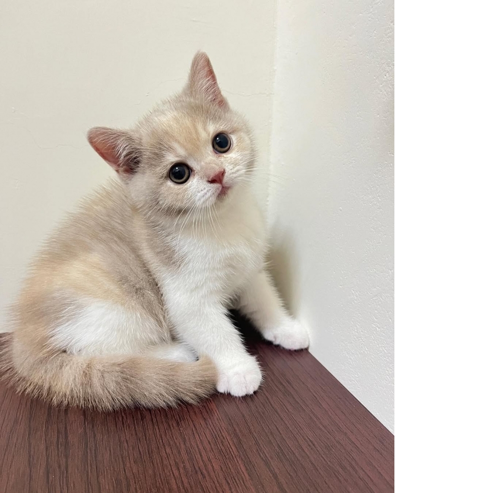 【已售出】甜甜大眼紫丁香妹妹