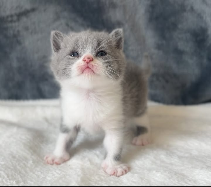 【已售出】新同學來報