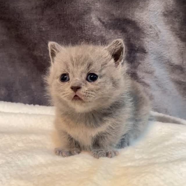 【已售出】藍曼赤肯弟