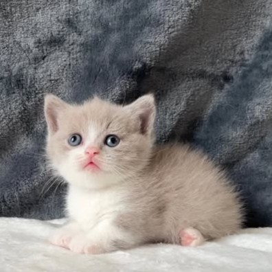 【已售出】五位曼赤肯