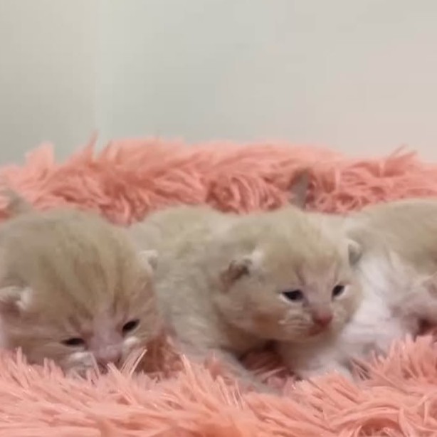 【已售出】三條乳酪蛋