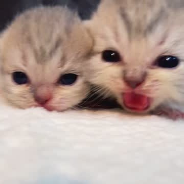 【已售出】水汪汪大眼