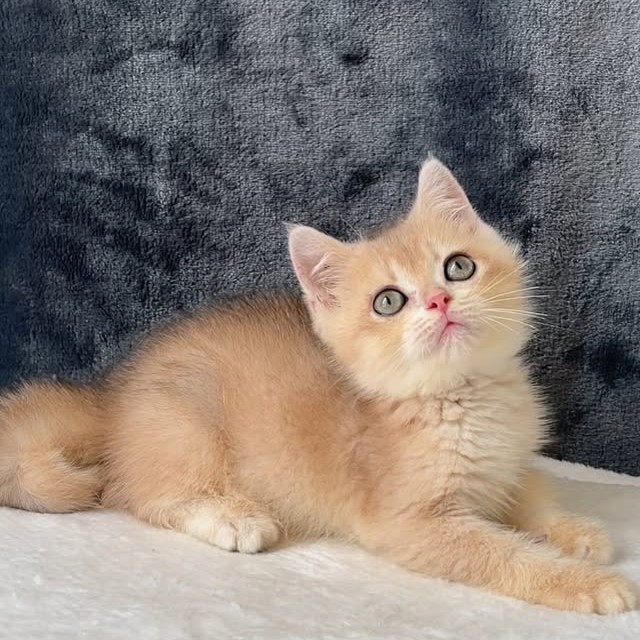 【已售出】色系弟弟找家中 已有家長