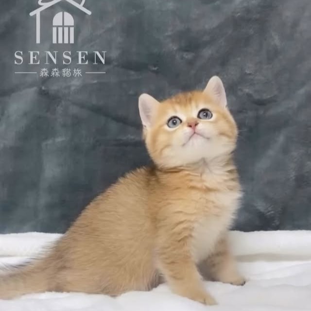 【已售出】金漸層虎斑