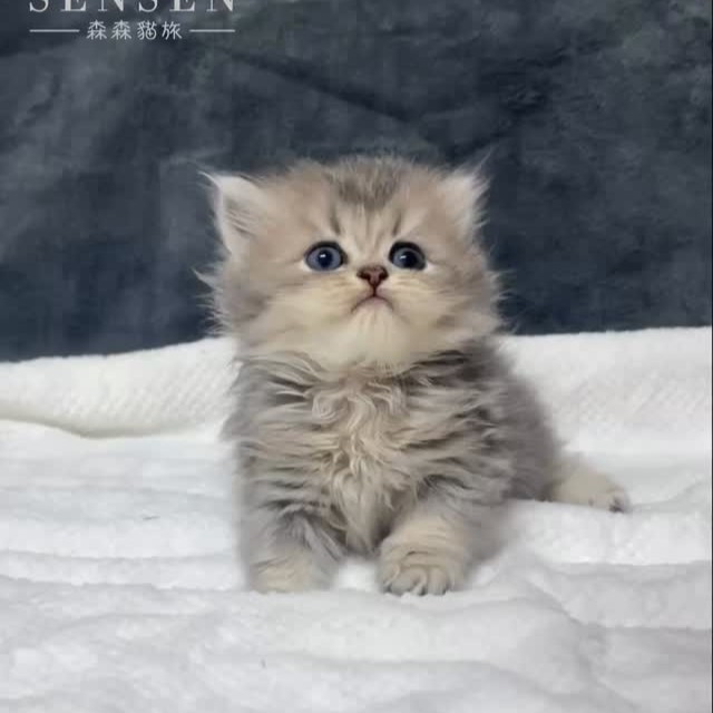 【已售出】來了來了 