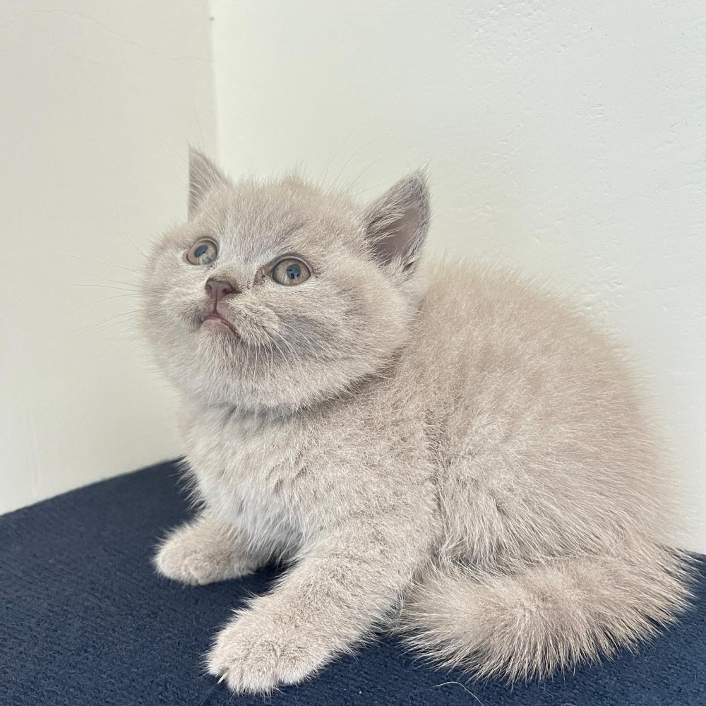 【已售出】紫丁香妹妹