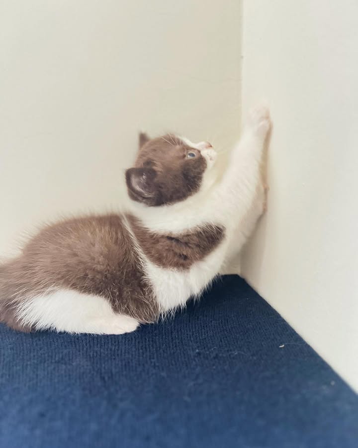 【已售出】巧克力賓士弟弟