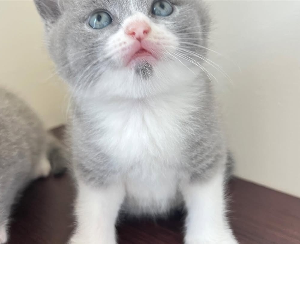 【已售出】颱風天誕生的姐弟