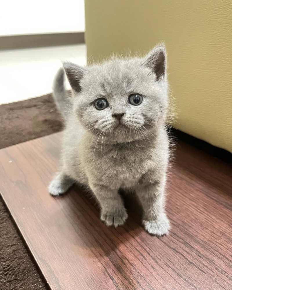 【已售出】極品藍貓妹妹