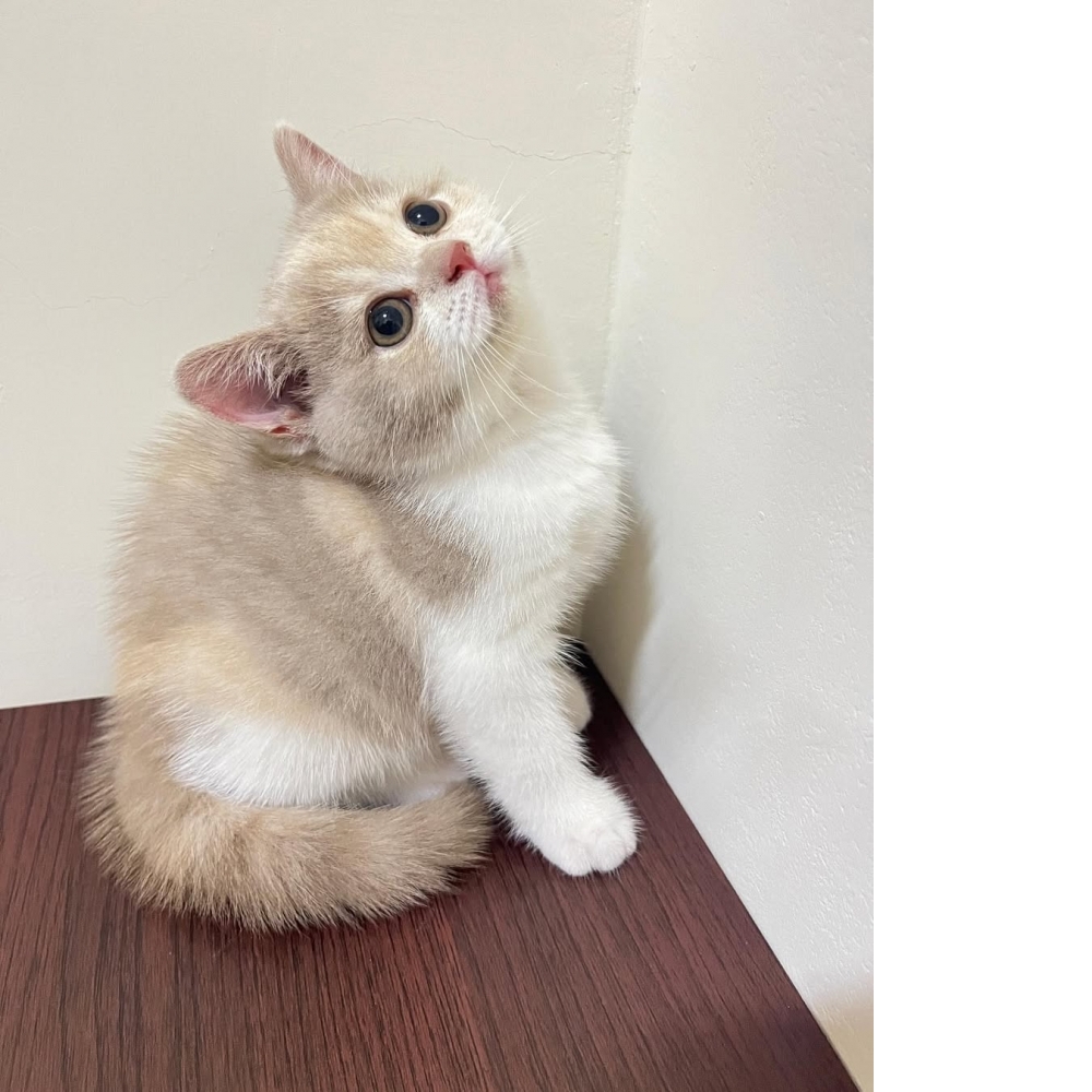 【已售出】甜甜大眼紫丁香妹妹