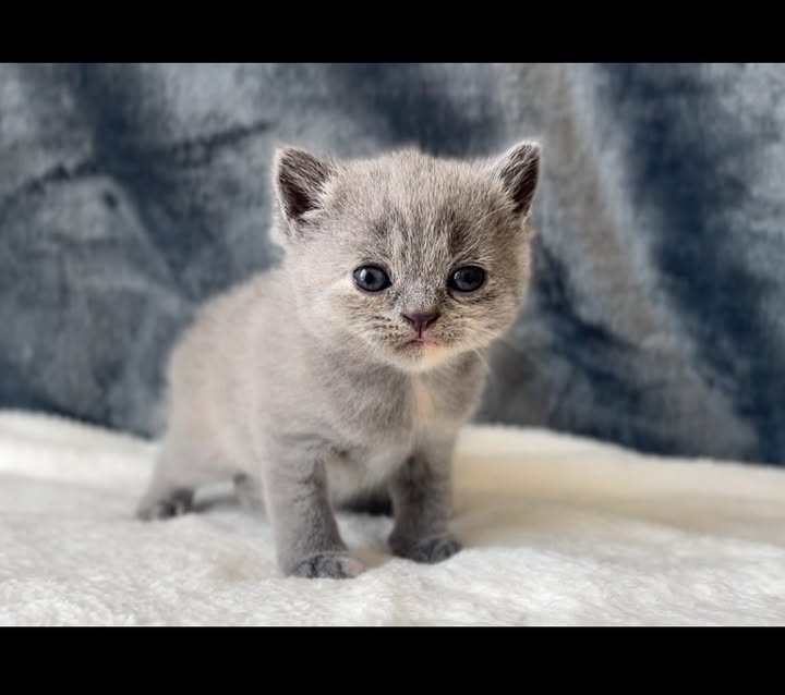 【已售出】新同學來報到嘍 每位都很愛看鏡頭 完全沒在害羞的