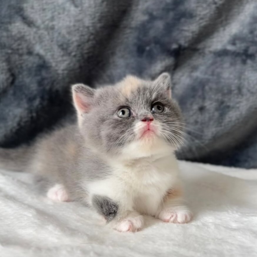 【已售出】五位曼赤肯妹妹 找家中