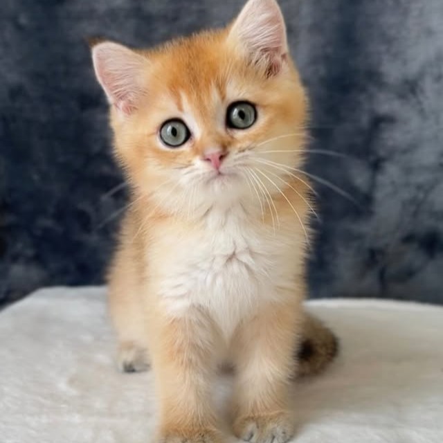 【已售出】色系弟弟找家中 已有家長