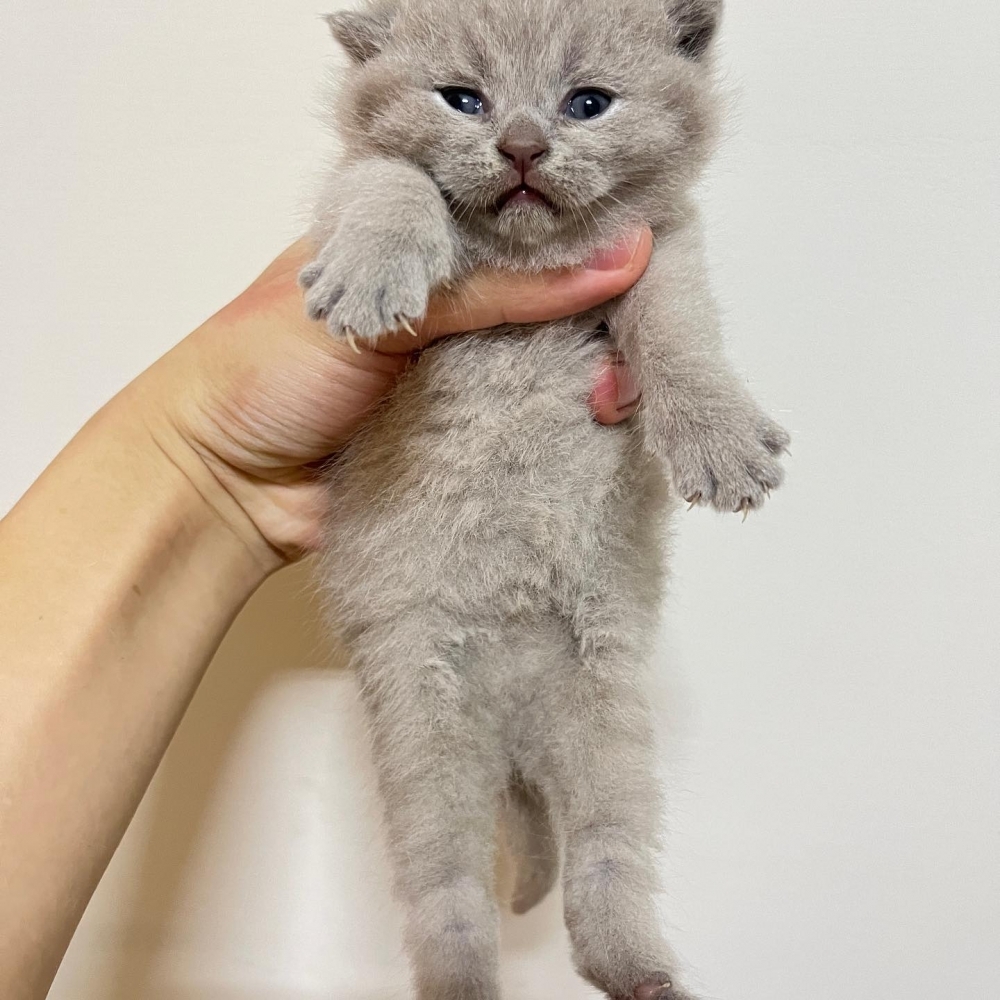 【已售出】紫丁香妹妹