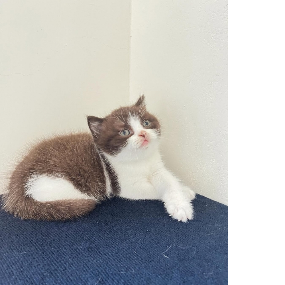 【已售出】巧克力賓士弟弟