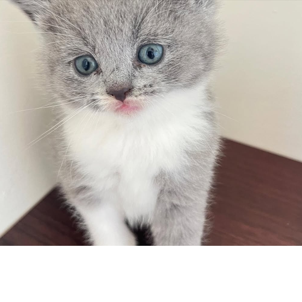 【已售出】颱風天誕生的姐弟