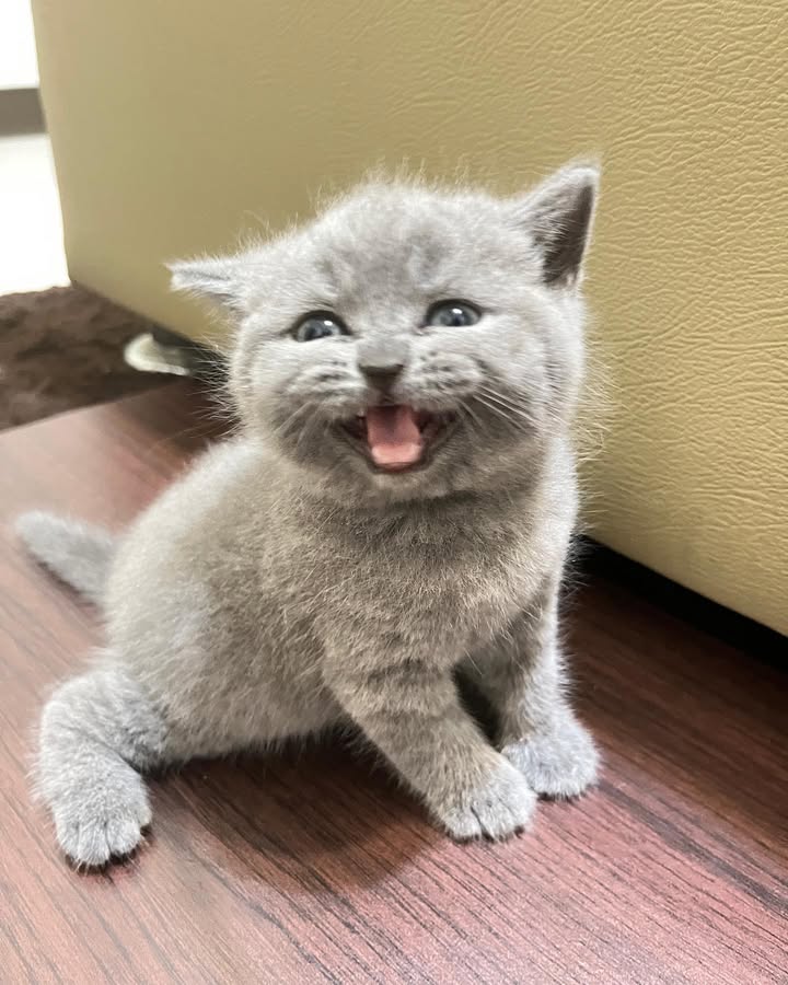 【已售出】極品藍貓妹妹