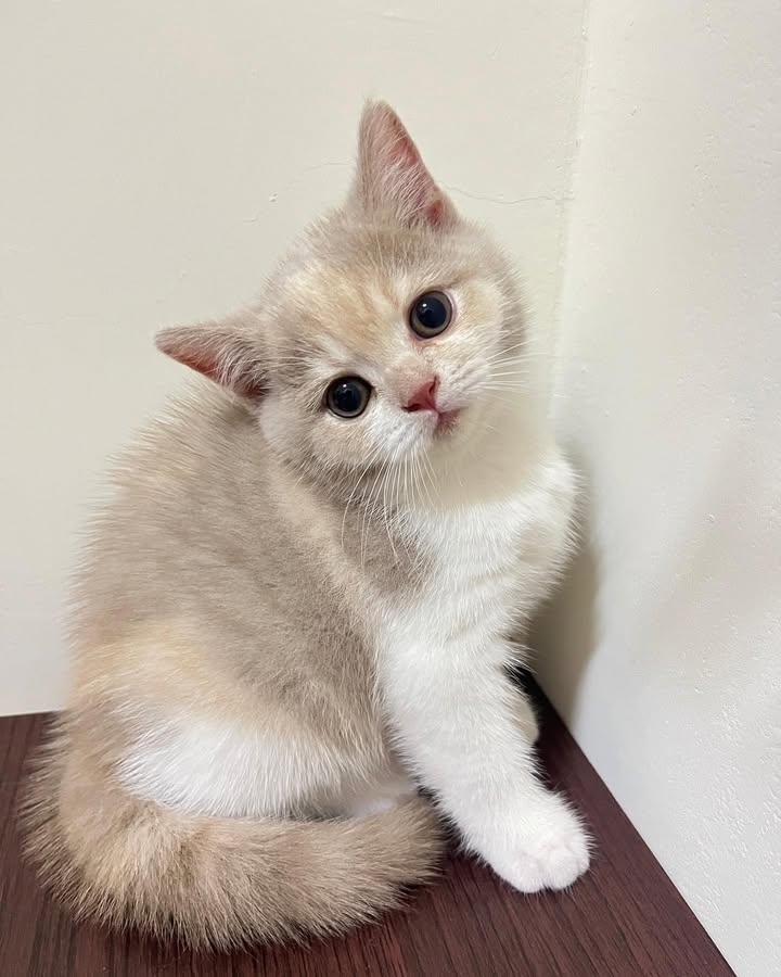 【已售出】甜甜大眼紫