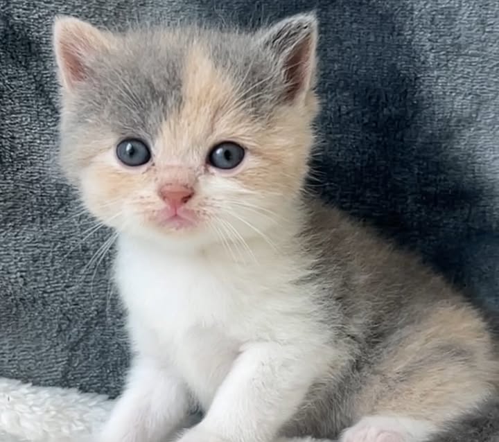 【已售出】新同學來報到嘍 每位都很愛看鏡頭 完全沒在害羞的