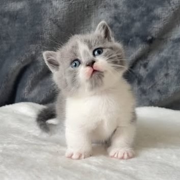 【已售出】五位曼赤肯妹妹 找家中