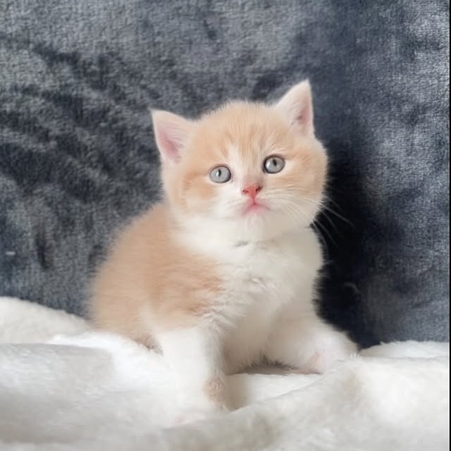 【已售出】色系弟弟找