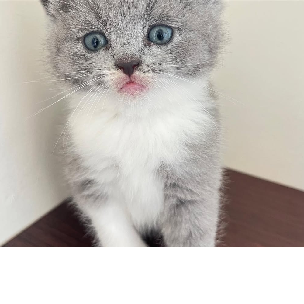 【已售出】颱風天誕生的姐弟