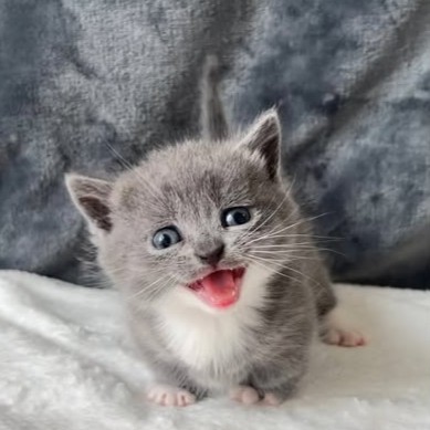 【已售出】五位曼赤肯妹妹 找家中